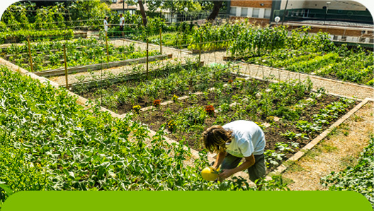 El nostre Jardí comestible situat a Pedralbes