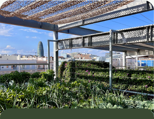 El nostre hort urbà de Sant Martí