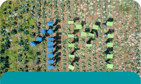 Imatges dels horts ecològics de Ferrer For Food
