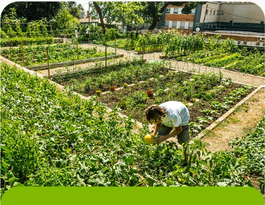 El nostre Jardí comestible situat a Pedralbes